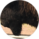 Kevin MacLean profile picture